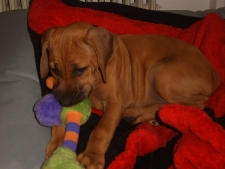 RIDGEBACK